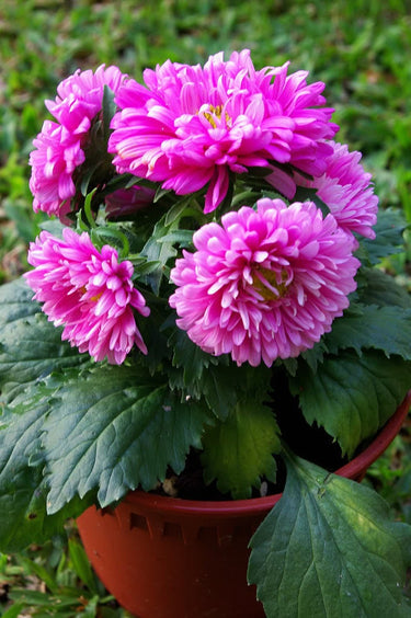 30 MIXED PAEONY ASTER Callistephus Peony Red Pink White Blue Purple Yellow Coral Apricot French Flower Seeds